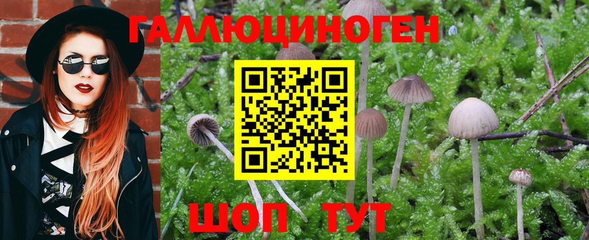 Псилоцибиновые грибы мицелий  Вход с VPN  Псилоцибиновые грибы Psilocybe  Ленинск-Кузнецкий 